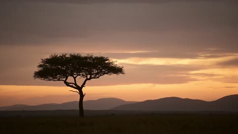 beautiful orange sunset landscape of africa savanna with dramatic sky and clouds and one single lone acacia tree in masai mara in kenya, moody african sunrise, background with copy space