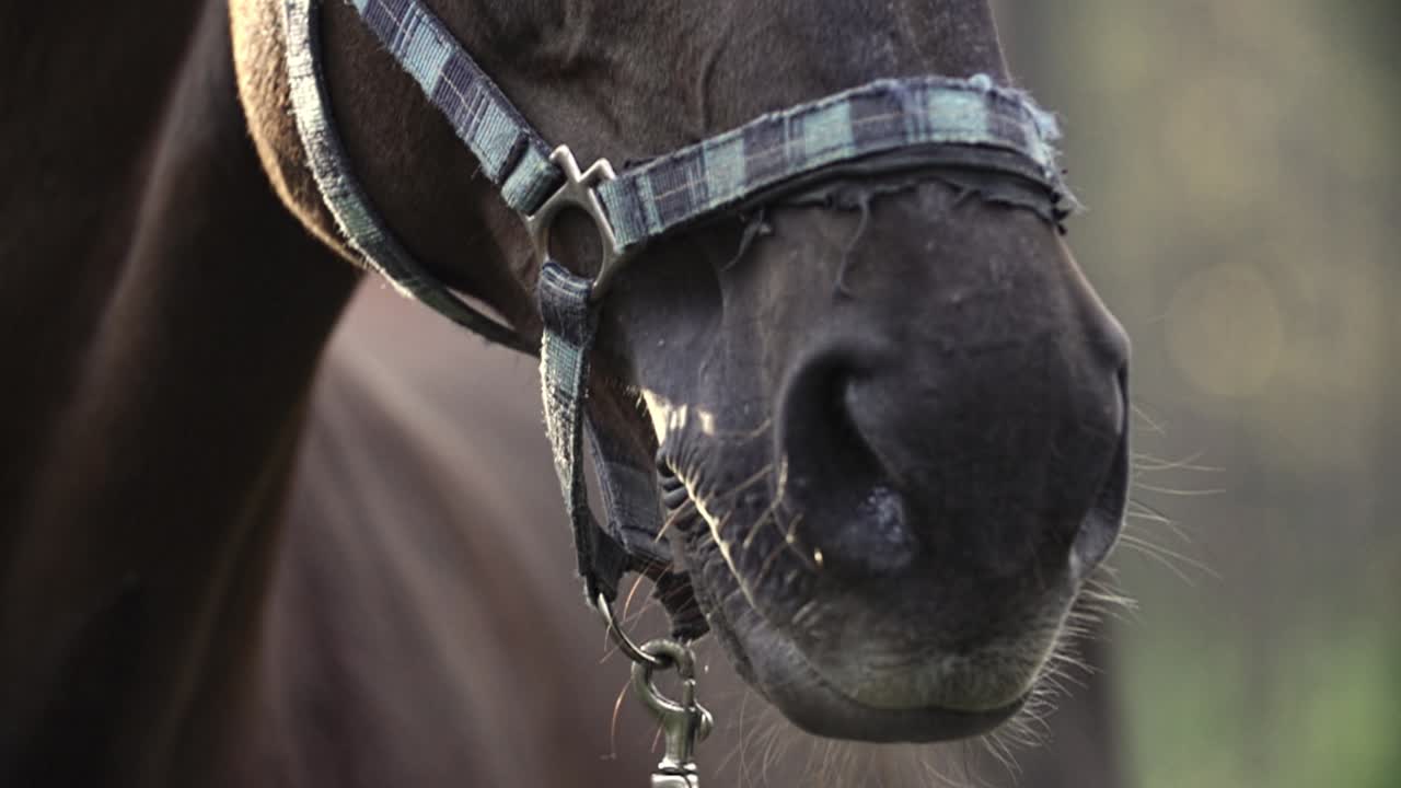 nariz de caballo respirando con vapor y fondo borroso caballo marrón