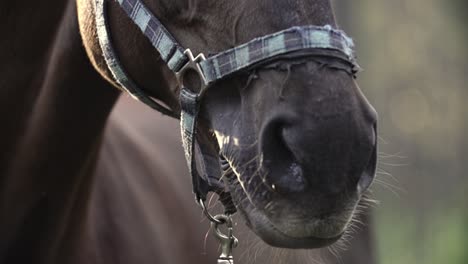 Horse-nose-breathing-with-steam-and-blurry-background-brown-horse