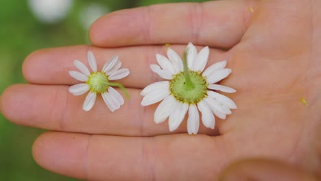 two daisy flowers on the palm