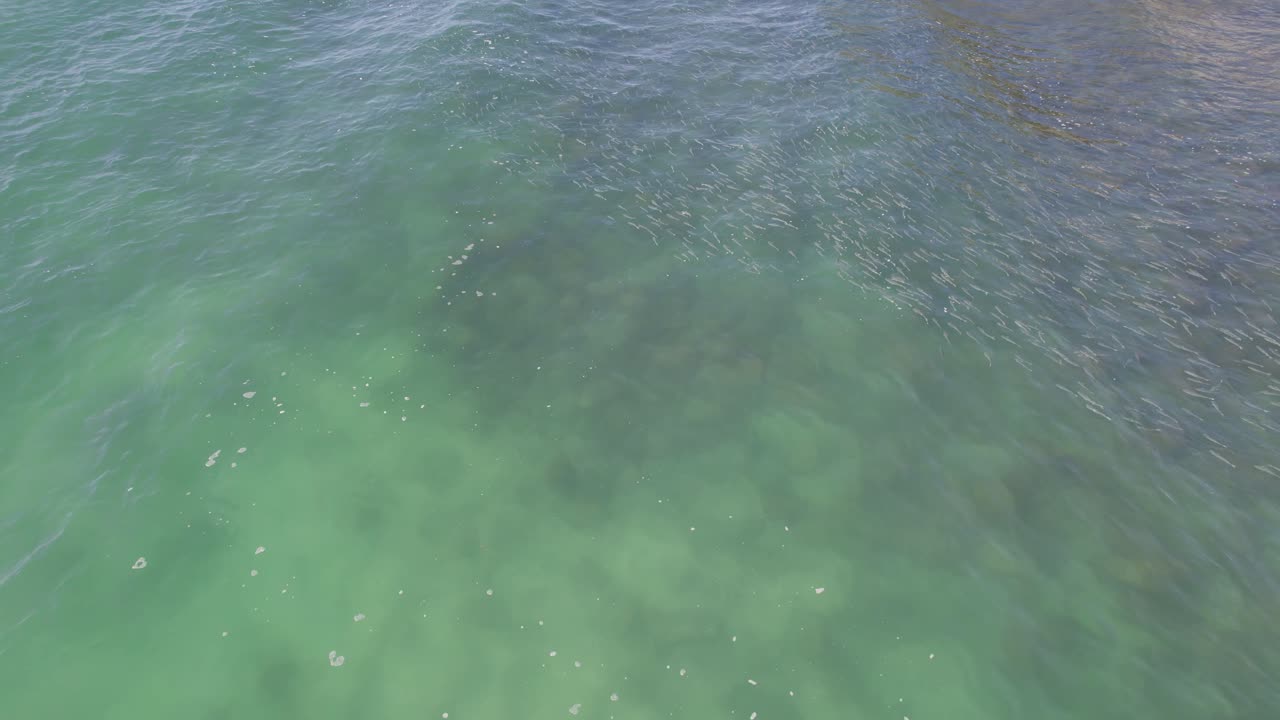 Group Of Mullet Fish In Shallow Sea