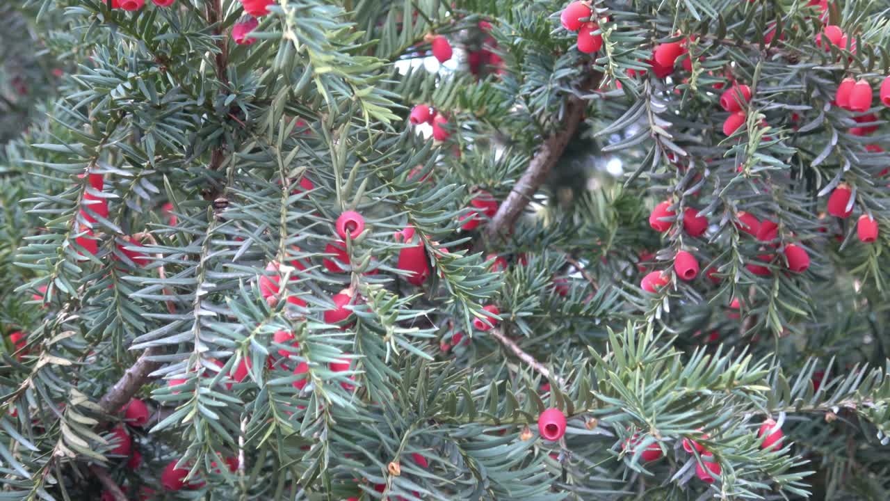 타쿠스 바카타 (taxus baccata) 또는 유럽 티우스 (european yew) 의 근접 사진.