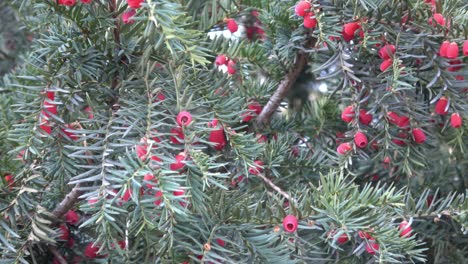 primer plano de taxus baccata o tejo europeo con conos rojos maduros.