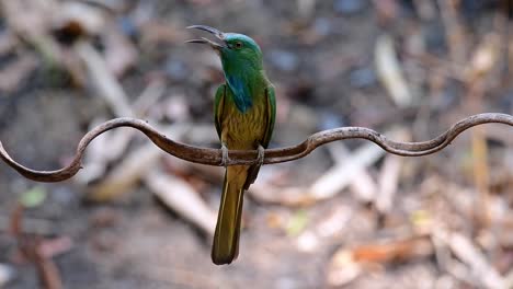 the blue-bearded bee-eater is found in the malayan peninsula including thailand at particular forest clearings