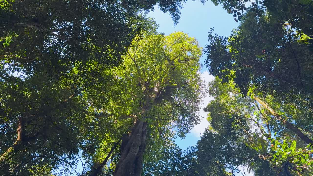 L'inquadratura si inclina verso l'alto sotto gli alberi alti della foresta pluviale, con la luce del sole che filtra attraverso la fitta vegetazione verde