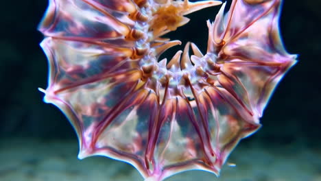 mesmerizing translucent marine creature with spiky features