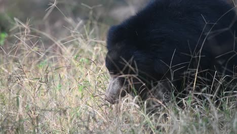 a slow motion of a sloth bear standing still and looking into the camera before turning away