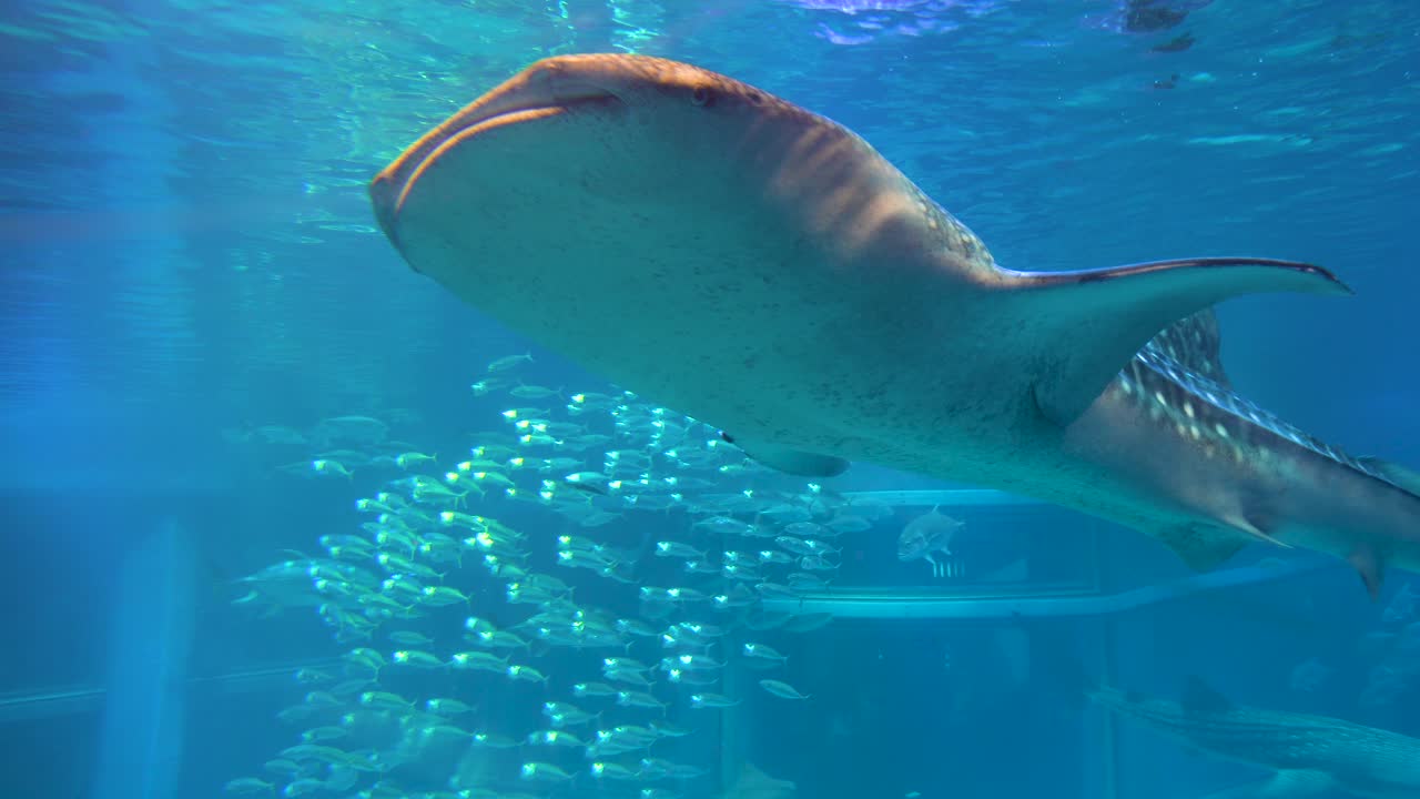 일본 오사카 수족관에 초대형 고래상어 등장