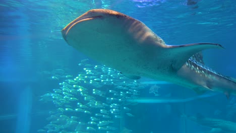 super giant whale shark appears at osaka aquarium, japan