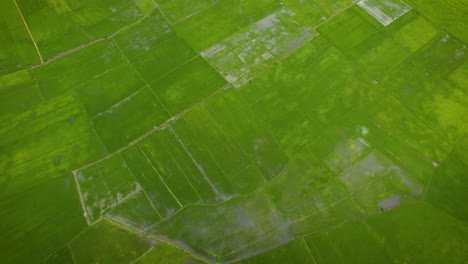 volando sobre campos de arroz verde en tierras agrícolas en la playa