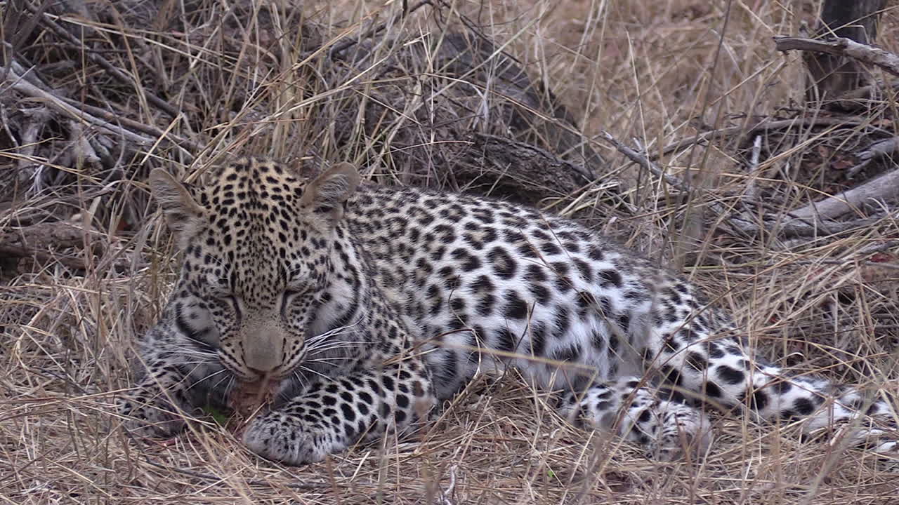 vista cercana de un leopardo masticando un trozo de piel de antílope mientras yacía sobre hierba seca en sudáfrica