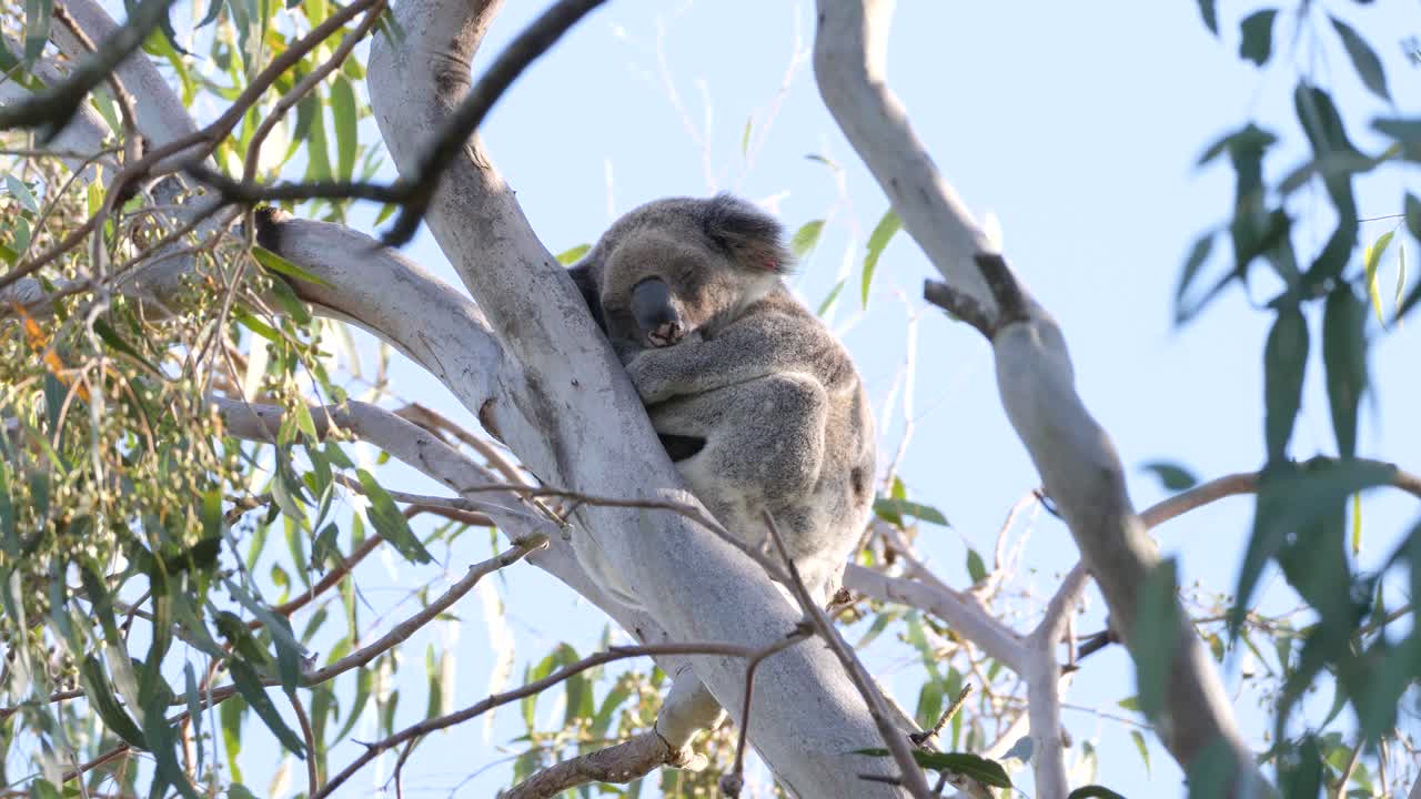 un lindo oso koala duerme entre las ramas de un árbol de goma de eucalipto nativo de australia