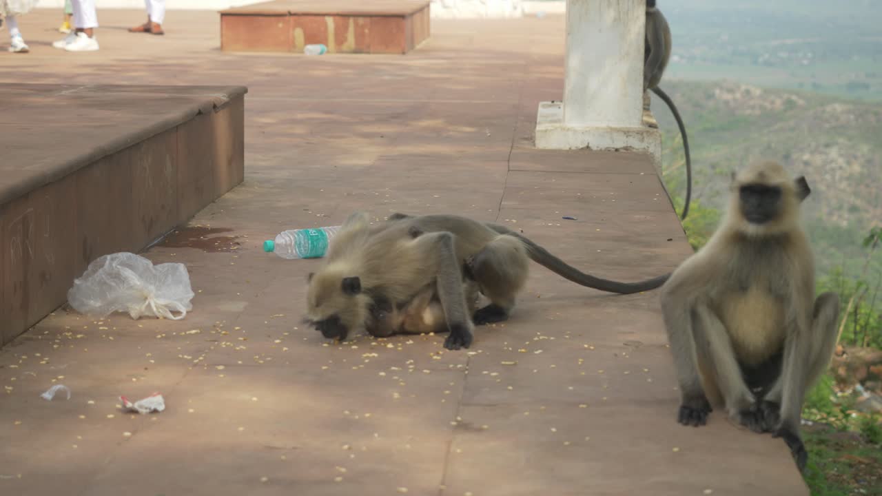 langures grises nativos del subcontinente indio también llamados monos del viejo mundo en lugares turísticos comen desechos de alimentos, bihar, india