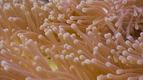 close up of pink anemonefish swimming in anemone at koh tao, thailand