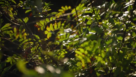 a bramble bush lit up by the strong morning sun