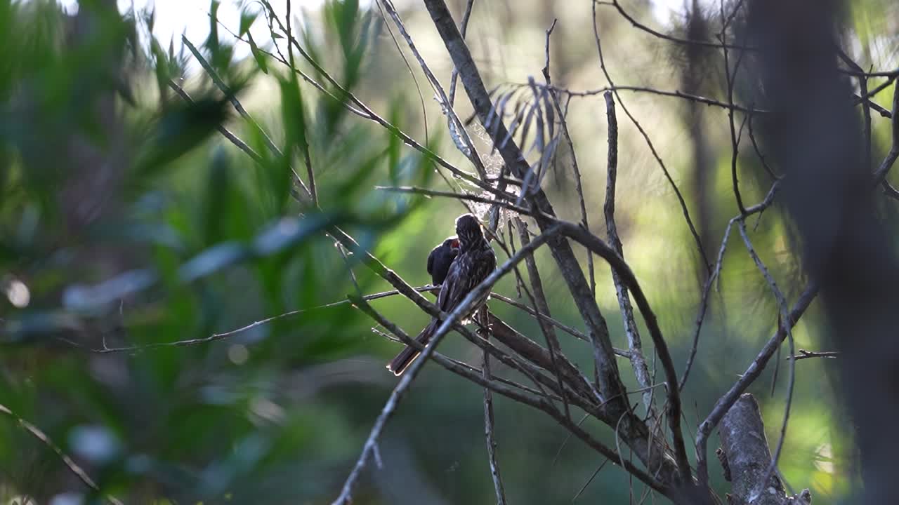 pájaro benteveo asentado en un bosque, alimentando a un pájaro trucho entre las ramas, luz natural