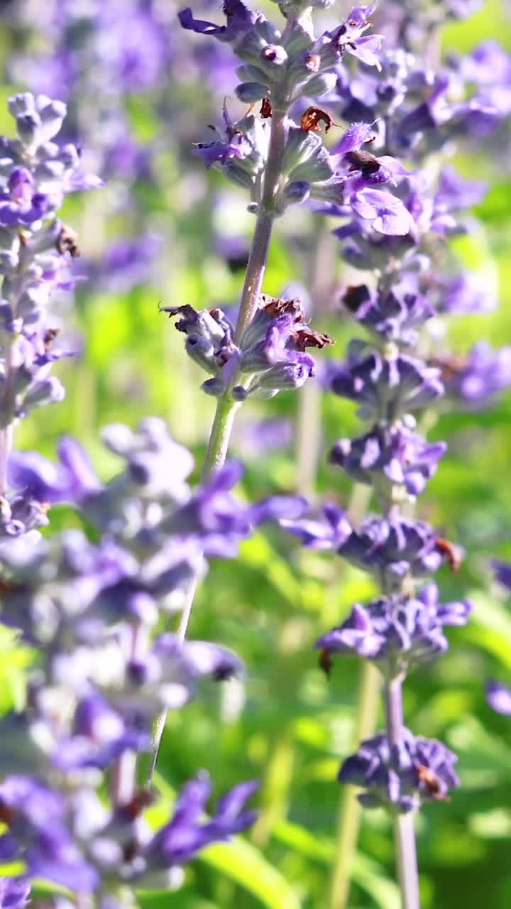 Primo piano di fiori di lavanda in fiore sotto il sole splendente all'aperto
