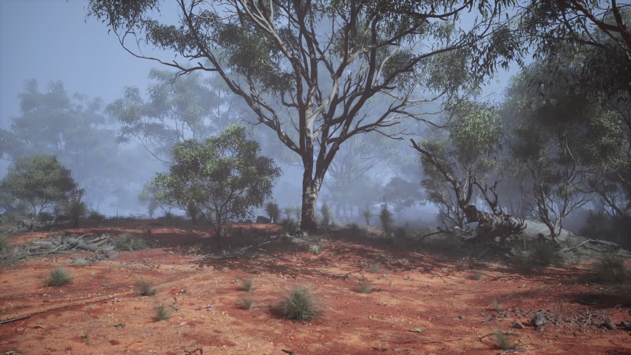 un bosque de niebla en australia