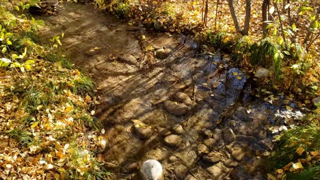 Vertical-reveal-of-wetlands-stream