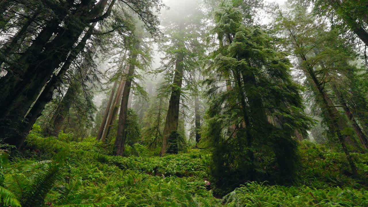 Una passeggiata in famiglia tra giganti: madre e figli nella foresta di sequoie.