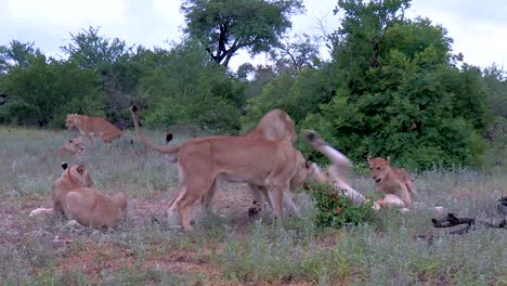 A-steady-panning-shot-of-lion-cubs-playing-in-hot-evening-brush