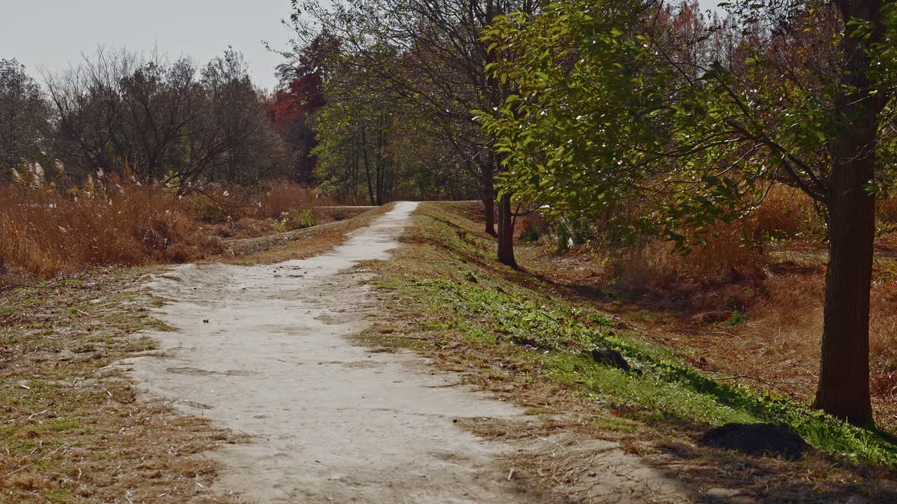 A serene view of a long walking path through the vast nature of Mizumoto Park. The landscape features late autumn colors and a quiet atmosphere