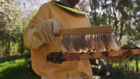 senior caucasian male beekeeper in protective clothing cleaning honeycomb frame from a beehive