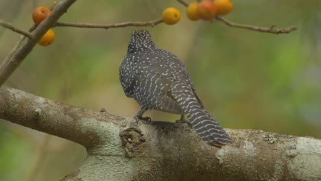 Ein-Indisches-Koel-Weibchen-Sitzt-Auf-Einem-Feigenbaum-Mit-Orangefarbenen-Feigen-Und-Versucht-Herauszufinden,-Welche-In-Indien-Reif-Zum-Essen-Ist