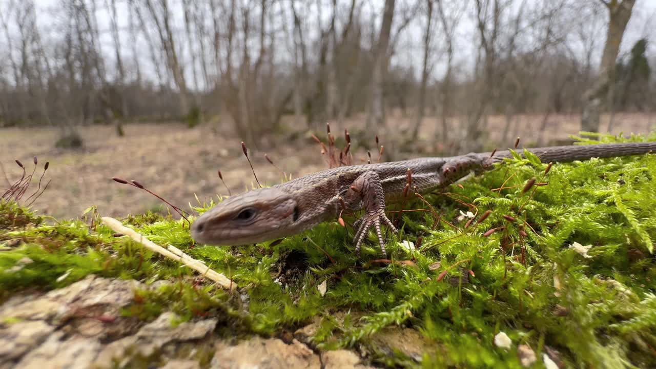 Common lizard (Zootoca vivipara) starts moving on a mossy tree trunk.