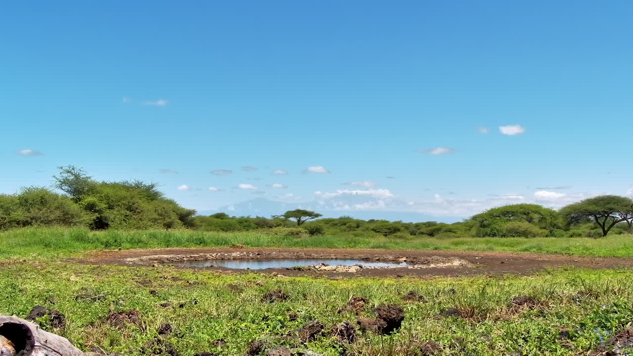 A scenic view of a watering hole in the savanna with Mount Kilimanjaro afar