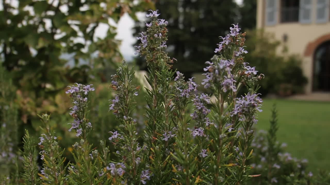 Flowering Rosemary in Garden