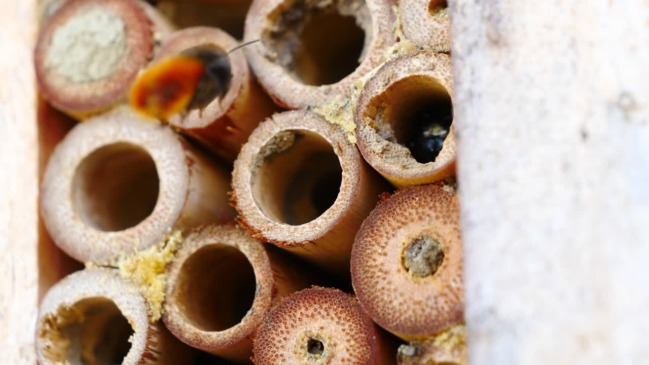 Close up of mason bees entering an insect hotel made of cylindrical wooden reeds
