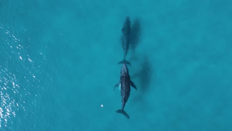 drone view of another drone filming a pair of whales as they break the ocean surface with a blow of water