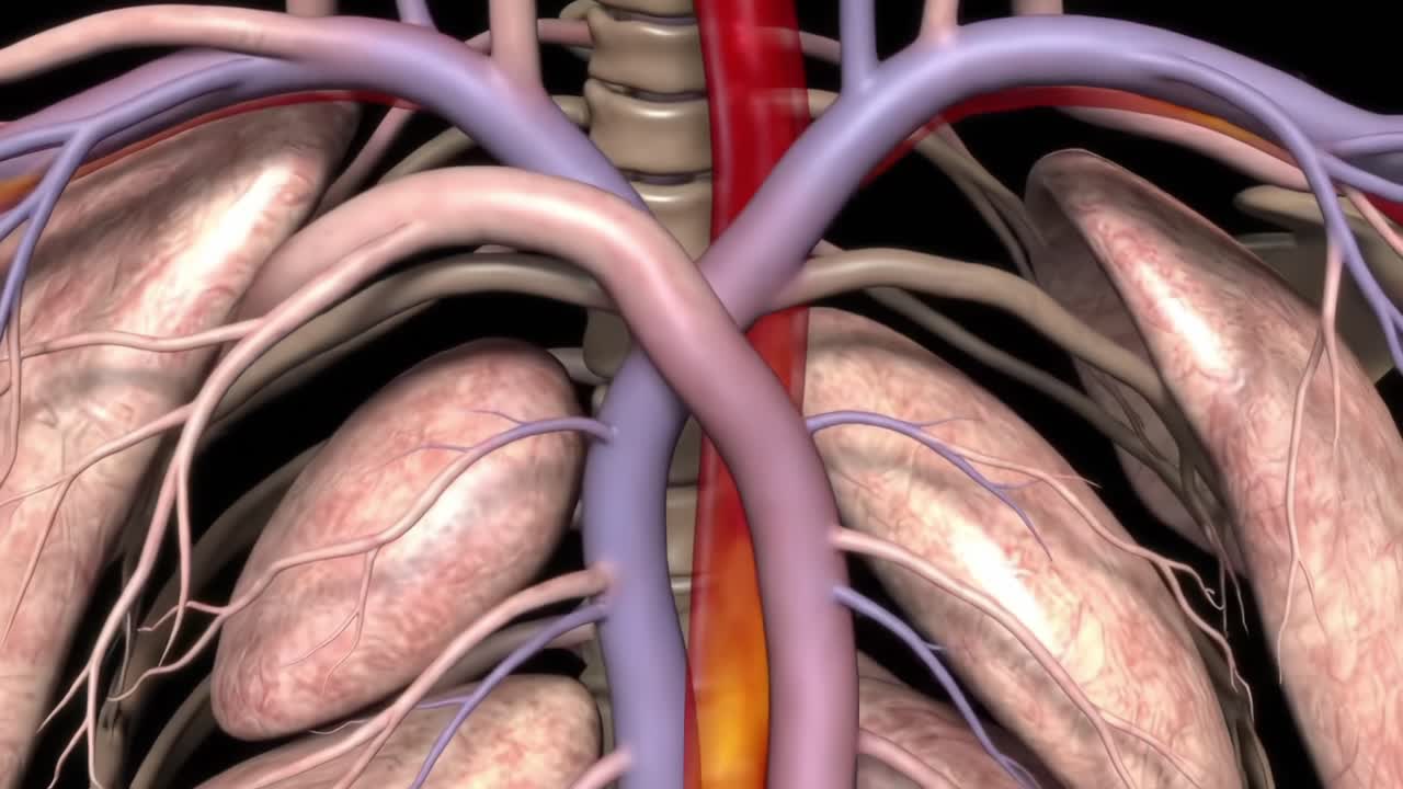 A Detailed Anatomical Visualization of the Human Thoracic Structure, Focusing on the Lungs, Heart, and Surrounding Blood Vessels in an Engaging 3D Representation