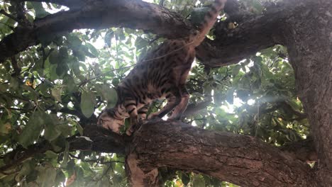 a bengal cat free in a tree-4