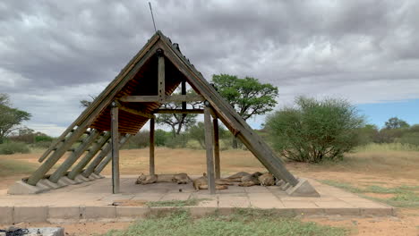 lions take over campsite in kgalagadi transfrontier park in botswana - medium shot