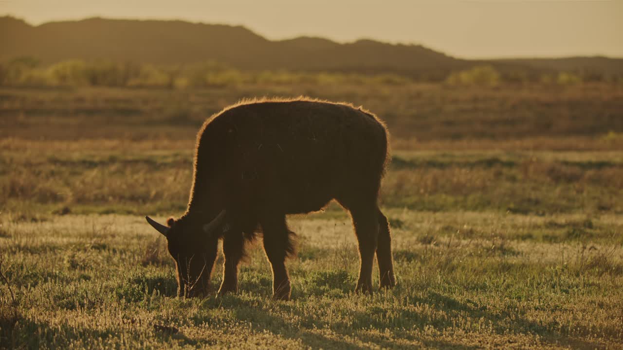 ternero de bisonte pastando al atardecer en una pradera