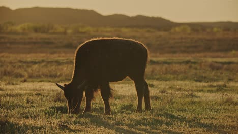 Becerro-De-Bisonte-Pastando-Al-Atardecer-En-Una-Pradera