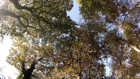 rotating shot looking up into tree canopy