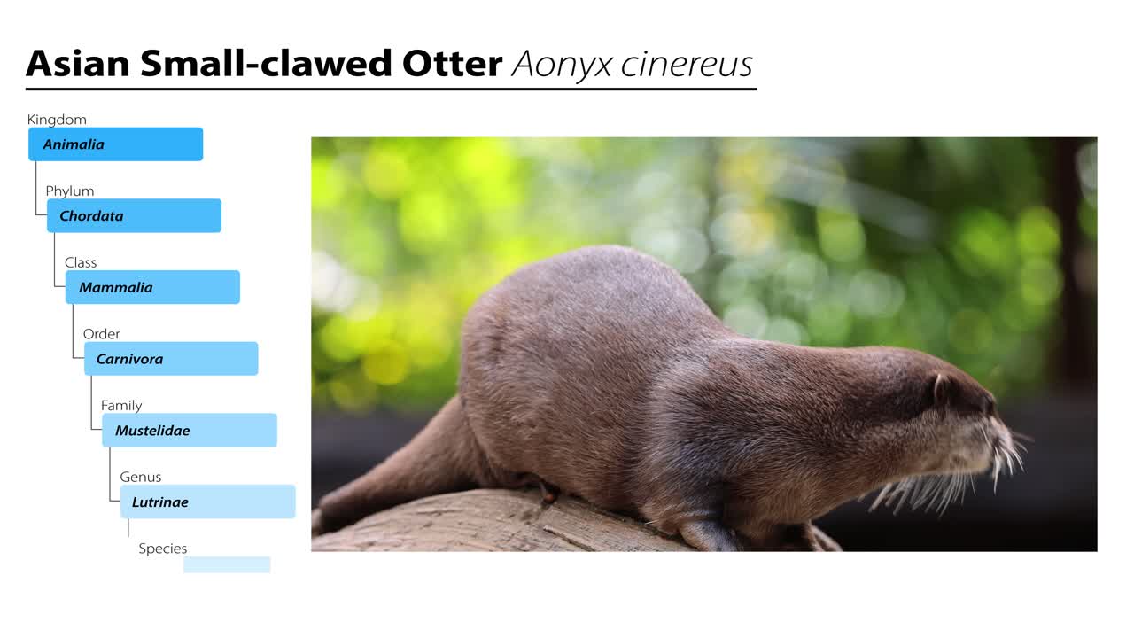 una mirada detallada a la nutria asiática de garras pequeñas