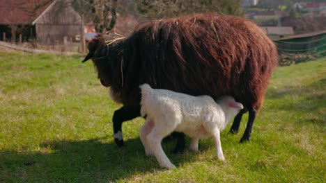 Sheep-With-Lambs-In-Countryside-Farm---Close-Up