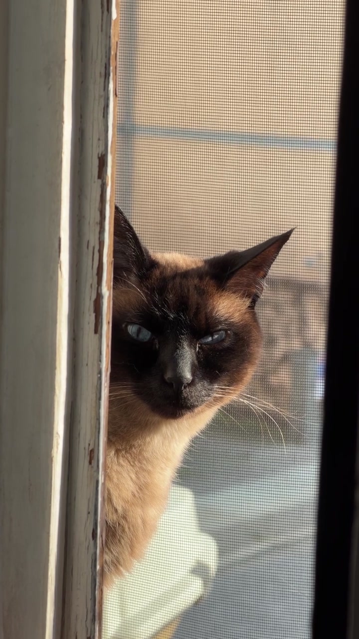 Siamese cat gazing outside on a sunny balcony, peaceful and curious