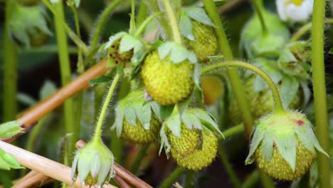 un pequeño saltamontes salta sobre una planta de fresa inmadura de cerca