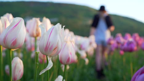 Frau-Zu-Fuß-Durch-Tulpenfeld-Mit-Großem-Hut-Bei-Sonnenaufgang-In-Schönem-Licht-In-Abbotsford,-British-Columbia,-Kanada