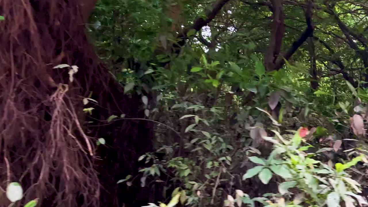 Amazonian swamp forest and wilderness