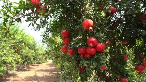 pomegranate tree plantation on picking season