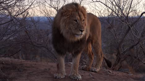 lion looking around with blood leaking from wound on leg - warrior from battle