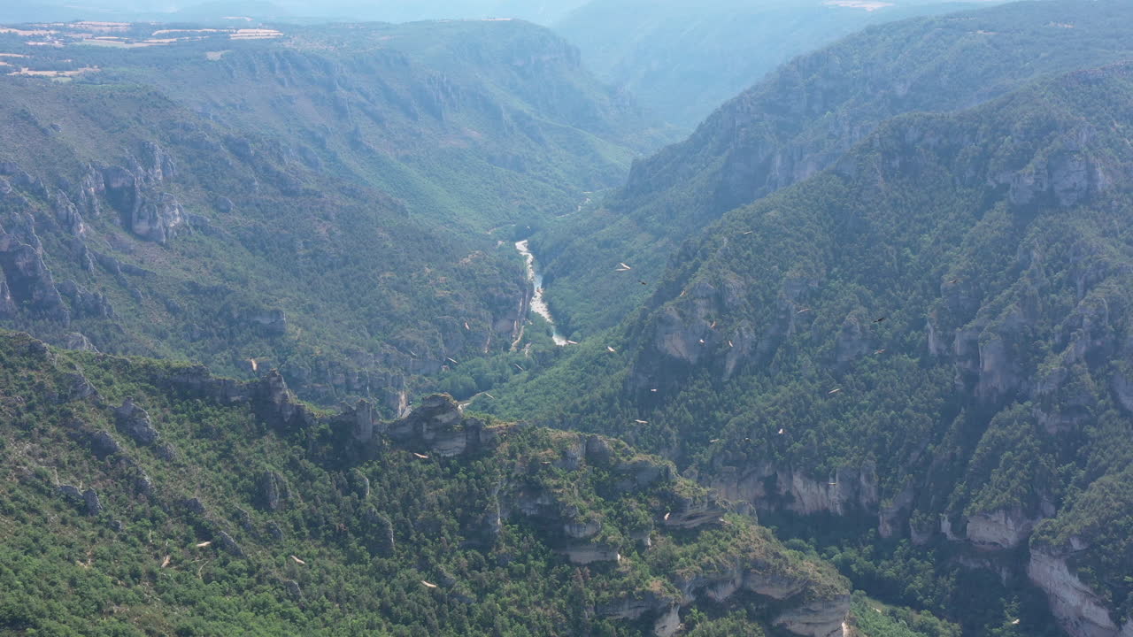 bandada de buitres grifo dentro de las gargantas del tarn en el fondo de francia