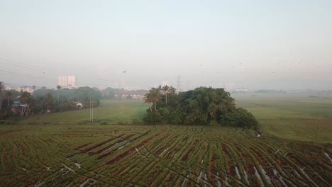 aerial fly at paddy field toward bush with asian open bill bird fly