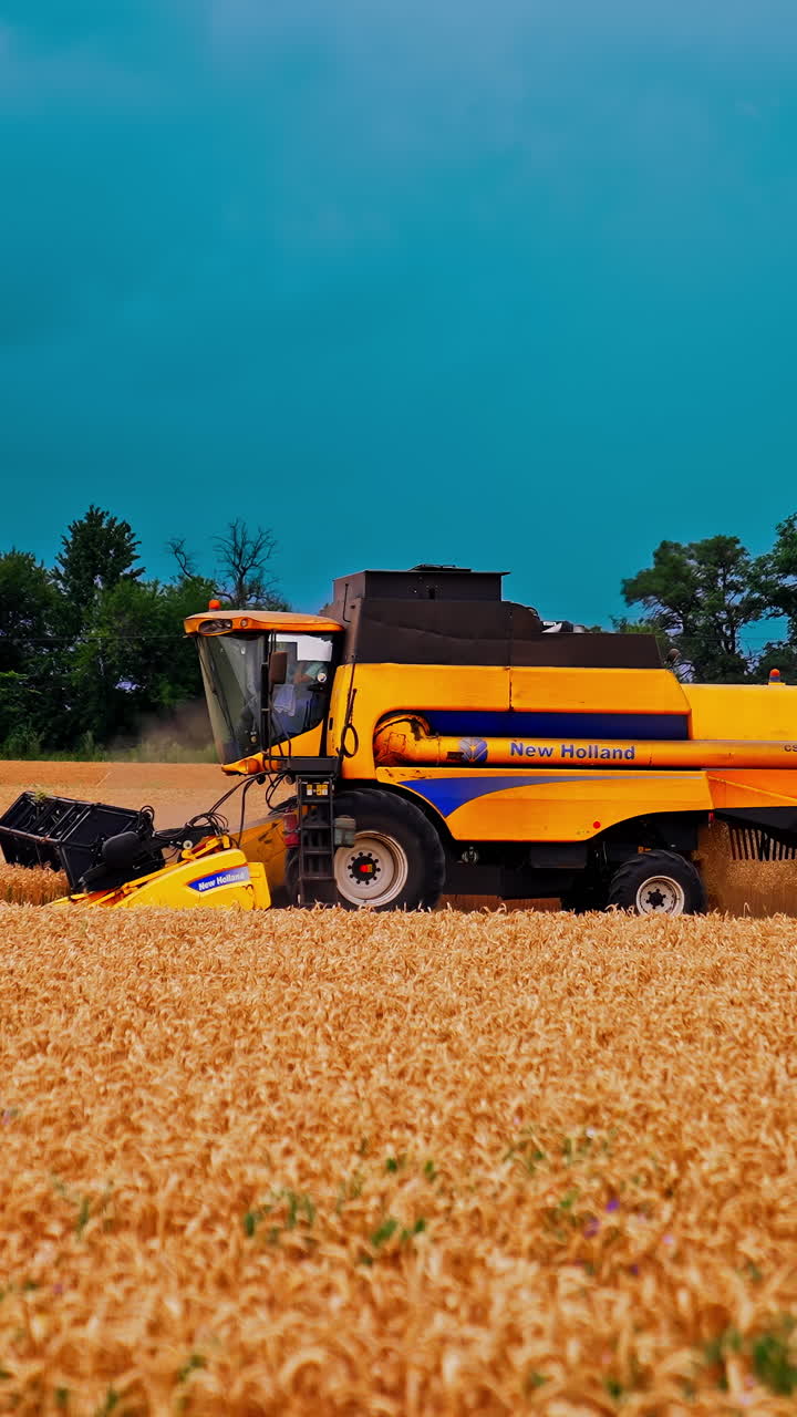 Harvester collects wheat on field. View of modern combine harvester collects ripe wheat. Vertical video